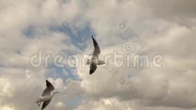 在土耳其伊斯坦布尔的博斯普鲁斯海峡海岸的背景下，关闭飞翔的<strong>海鸥</strong>鸟。 慢动作，全高清<strong>视频</strong>